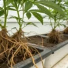 Cannabis roots root rot damage showing exposed roots affected by disease in an indoor grow system.