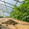 Cannabis seeds greenhouse wooden table with a pile of seeds placed on a wooden surface beside growing cannabis plants.