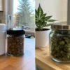 Comparison of cannabis stored in glass jar and opaque container on kitchen counter.