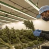 Worker trimming cannabis buds by hand in an indoor cultivation facility.
