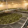 Commercial cannabis curing room with large trays filled with drying cannabis buds in a controlled facility.