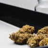 Freshly dried cannabis buds resting on a processing table beside empty glass curing jars.