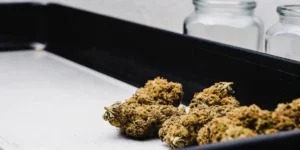 Freshly dried cannabis buds resting on a processing table beside empty glass curing jars.
