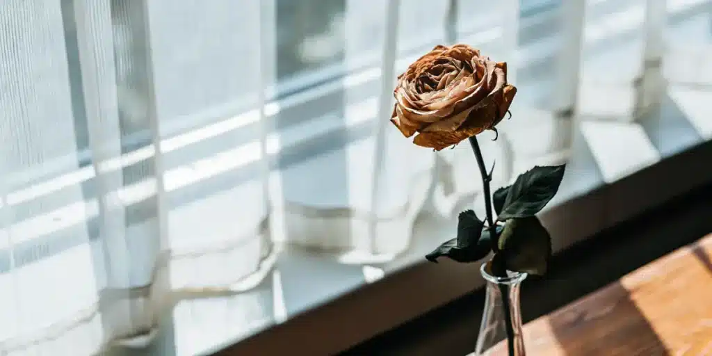 Dried brown rose in a glass vase illuminated by sunlight near a window.