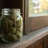 Glass jar filled with cannabis buds placed on wooden windowsill with sunlight.