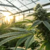 Greenhouse cannabis bud close up sunset with a resinous flowering plant illuminated by warm natural light.