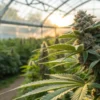 Greenhouse cannabis bud flowering stage with dense trichome-covered cola growing under warm natural sunlight.