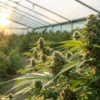 Greenhouse cannabis buds sunset light with mature plants producing dense flowers under warm natural sunlight.