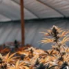Dense cannabis canopy inside a greenhouse with orange-tinted leaves during late flowering stage