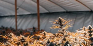 Dense cannabis canopy inside a greenhouse with orange-tinted leaves during late flowering stage