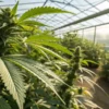 Greenhouse cannabis plant close up showing a healthy flowering cannabis plant under natural sunlight in a greenhouse.