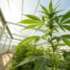 Healthy cannabis plant greenhouse grow showing a vigorous plant under natural sunlight in a controlled environment.