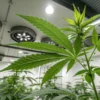 High tech indoor cannabis grow room with healthy cannabis plant under LED lights and advanced ventilation system.
