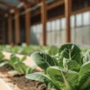 Hydroponic lettuce growing in greenhouse beds with rows of healthy green leaves under natural light.