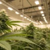 Indoor cannabis grow room flowering plants with large buds under bright ceiling lights in a controlled facility.