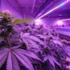 Indoor cannabis grow room purple LED lighting with multiple plants in flowering stage under controlled conditions.