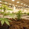 Indoor cannabis grow young plants soil with healthy cannabis plants growing in pots under bright artificial lighting.