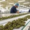 Cannabis buds moving on conveyor belt with workers sorting in industrial facility.