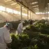 Workers processing freshly harvested cannabis plants inside a large industrial facility.