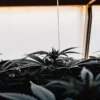 Close-up of mold developing on cannabis plants inside a humid indoor grow room with condensation on the walls