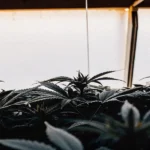 Close-up of mold developing on cannabis plants inside a humid indoor grow room with condensation on the walls