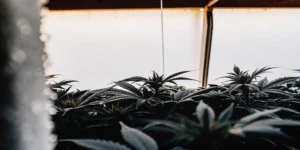 Close-up of mold developing on cannabis plants inside a humid indoor grow room with condensation on the walls