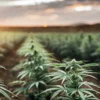 Outdoor cannabis plants growing in rows during sunset in a large field.