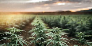 Outdoor cannabis plants growing in rows during sunset in a large field.