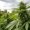 Outdoor cannabis plant flowering stage with a tall plant producing dense buds in a natural garden environment under cloudy skies.
