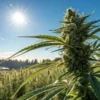 Outdoor cannabis plant sunlight flowering with mature bud growing under bright natural sun in a field.
