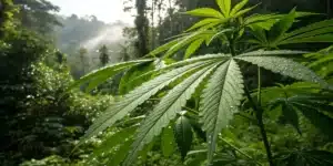 Outdoor cannabis plant tropical environment with large green leaves covered in morning dew in a lush jungle landscape.