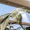 Close-up of a cannabis leaf with visible powdery mildew growing inside a greenhouse under natural light