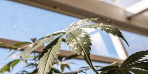 Close-up of a cannabis leaf with visible powdery mildew growing inside a greenhouse under natural light