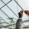 Technician installing a SCROG net above cannabis plants inside a greenhouse cultivation facility.