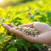 Seeds in hand organic garden planting with a person holding seeds over green plants in a sunlit outdoor garden.
