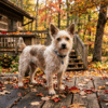 THC and CBD affect dogs autumn deck warning with a small terrier standing on a leaf-covered wooden deck.