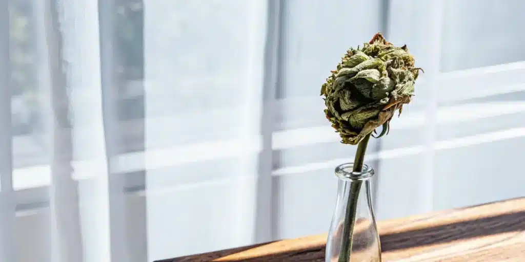 Wilted dried rose in a glass vase placed by a window with soft natural light.