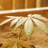 Young cannabis plant growing in a raised soil bed with visible moisture on the leaves.