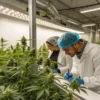 Cannabis researchers evaluating flowering plants and recording data in a commercial breeding facility.