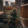 Close-up of a cannabis bud growing on a balcony with an urban city background at sunset.