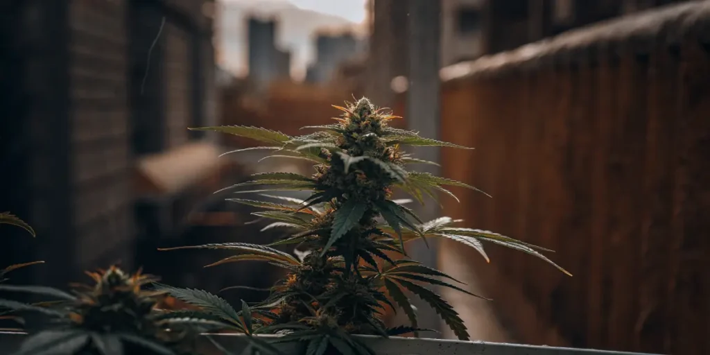 Close-up of a cannabis bud growing on a balcony with an urban city background at sunset.