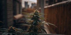 Close-up of a cannabis bud growing on a balcony with an urban city background at sunset.