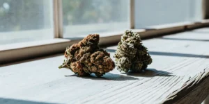 Two cannabis buds placed on a wooden surface near a window in natural light.