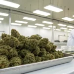 Cannabis buds on a tray in a laboratory processing environment with a technician in the background.