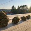 Cannabis buds lined up on a wooden table under sunset light outdoors.