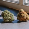 Two cannabis buds on a windowsill illuminated by natural sunlight.