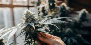 Hand inspecting a cannabis cola inside an indoor grow room.
