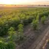 Cannabis field with organized rows and irrigation lines at sunrise.