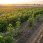 Cannabis field with organized rows and irrigation lines at sunrise.