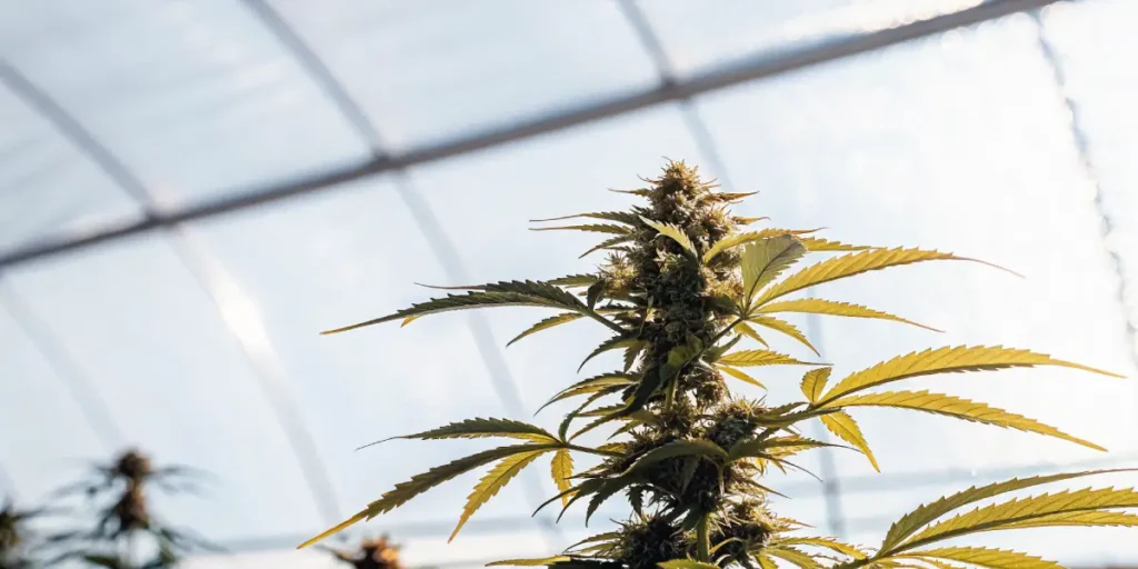 Cannabis plant in flowering stage growing inside a greenhouse with sunlight filtering through.